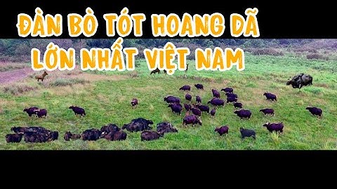 Đàn bò tót hơn 30 con ở Vườn quốc gia Cát Tiên. A group with more 30 gaurs in CTNP.