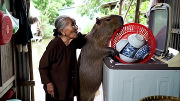 Capybara và Bà Cuộc Sống Ở Quê