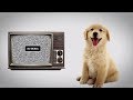 Что видят собаки, когда смотрят телевизор? [Plushkin]