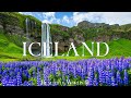 Iceland 4K Lupin Blooms And Stunning Springtime Scenery Calming Piano Music