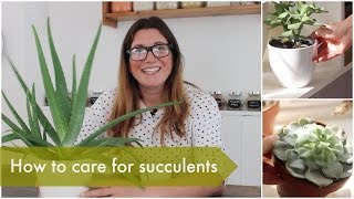 How to care for succulents | Heather At Home