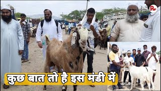 बकरा मंडी अजमेर | bakra mandi ajmer 2021 | goat market ajmer rajasthan | pkraj vlogs