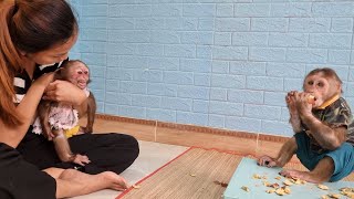 Monkey Mimi Is Angry Because Kuku Ate His Apple