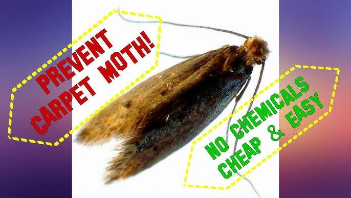How to Get Rid of Clothes Moths — Insects Limited
