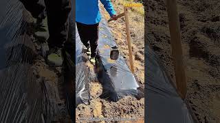 효율적인 농작업을 위한 비닐 멀칭 구멍 뚫기 방법 #worker #process #farming #method #technique