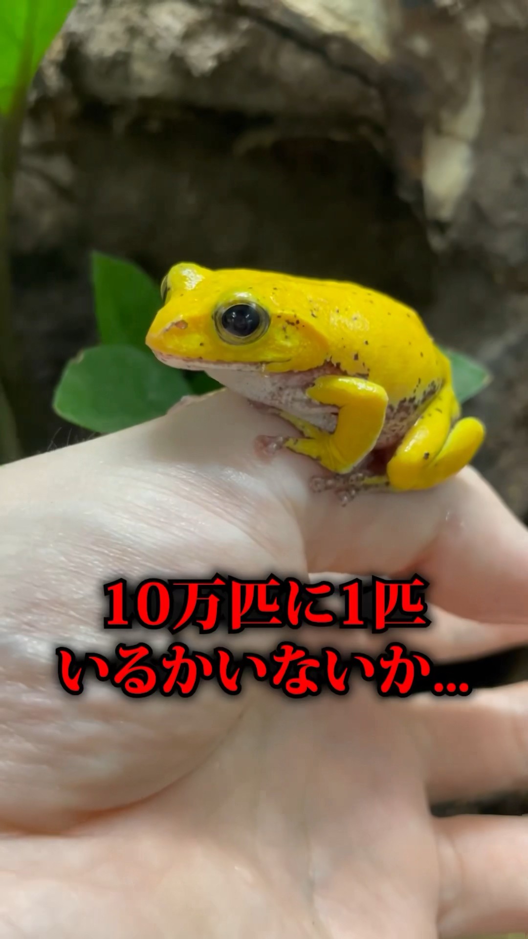 【超希少！】絵　カエル Croak！ 世界の不思議なカエル | 実業之日本社