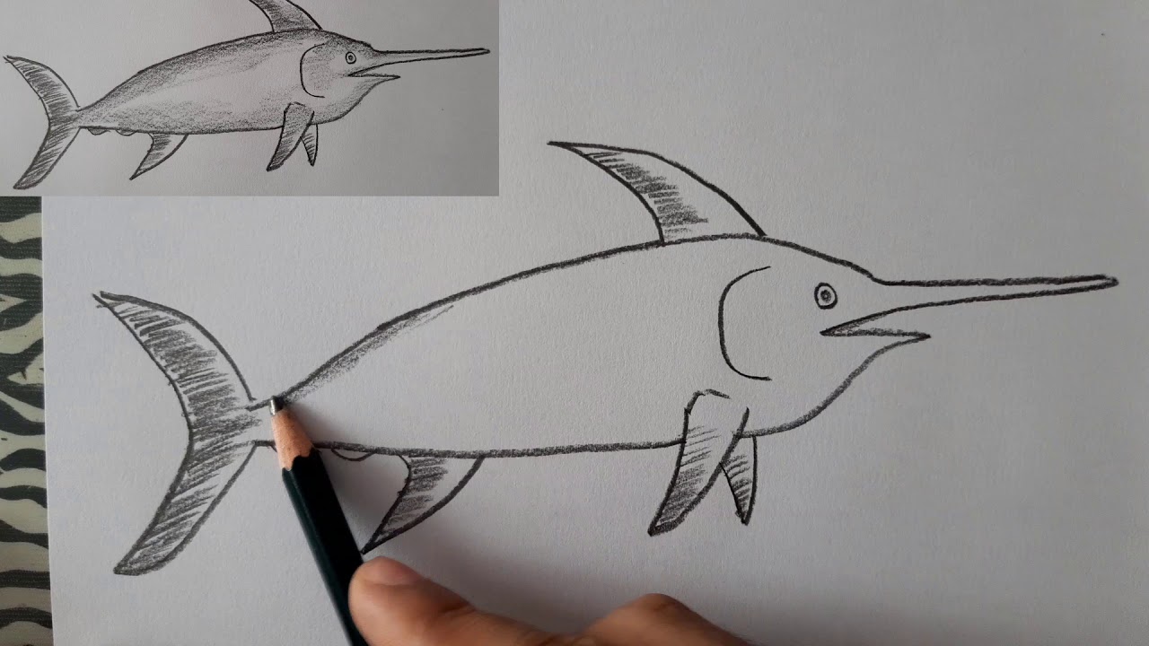 Cómo dibujar un PEZ ESPADA? | How to draw a SWORDFISH? - thptnganamst.edu.vn