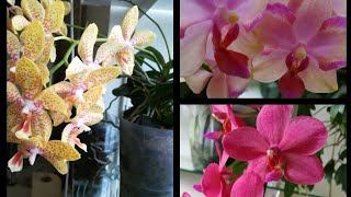 видео: ЧЕМ УДИВИЛИ ЭТИ ОРХИДЕИ 🤗#Julia #Taisuco Jasper #Buddh'as Treasure❣️ #PHALAENOPSIS #ORHIDS #ORJIDEA картинка: ЧЕМ УДИВИЛИ ЭТИ ОРХИДЕИ 🤗#Julia #Taisuco Jasper #Buddh'as Treasure❣️ #PHALAENOPSIS #ORHIDS #ORJIDEA