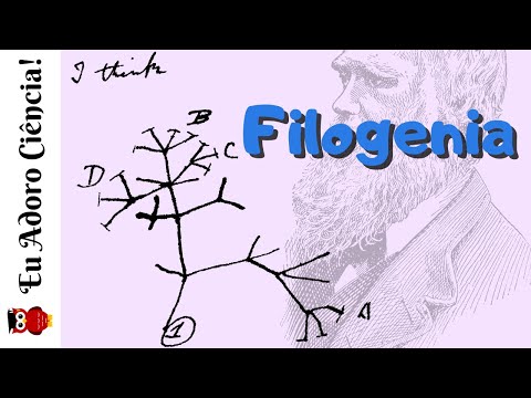 Vídeo: Qual é a definição de filogenia em biologia?