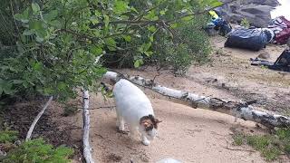 Spirou and I on Hästö Island. Excursion.