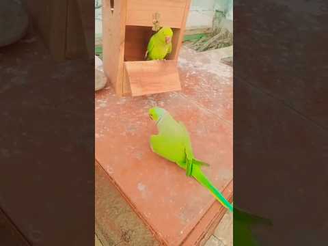 Parrot masti parrots