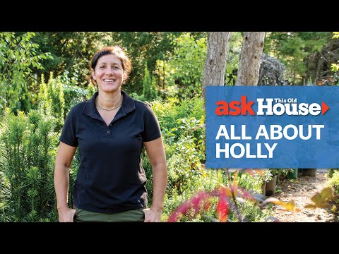 Video: Sky Pencil Holly Care - Come piantare un cespuglio di agrifoglio Sky Pencil