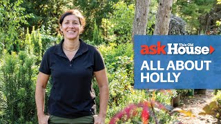 All About Holly Bushes  | Ask This Old House screenshot 2