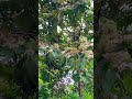 Cây Bông bạc rừng