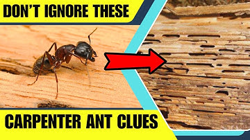 How to Spot Carpenter Ants Before They Damage Your Home🐜🏠