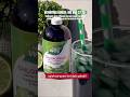 🔥Ozishni xohlayotgan ayollar buni bilish kerak! Xlorofill haqida to’liq #ozish #viral #ayollaruchun