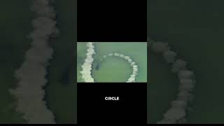 How Dolphins Hunt With Mud Nets