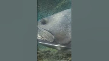 Cá Mú Khổng Lồ