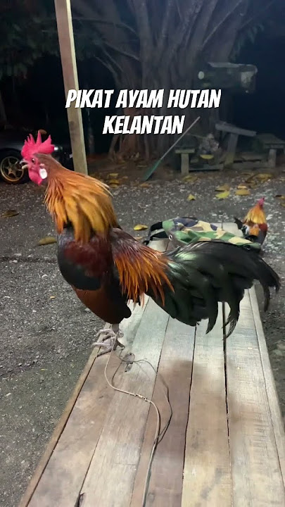 Suara pikat ayam hutan terbaek #ayam #ayamhutanjantan