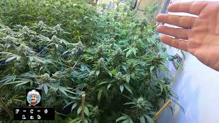 Week 8 flower starting home stretch of finish line on few. 