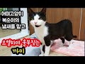 어미고양이 복순이의 냄새를 맡고 오열하며 울부짖는 까미, A baby cat that smells like a mother cat and howls