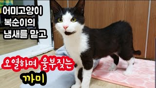 어미고양이 복순이의 냄새를 맡고 오열하며 울부짖는 까미, A baby cat that smells like a mother cat and howls