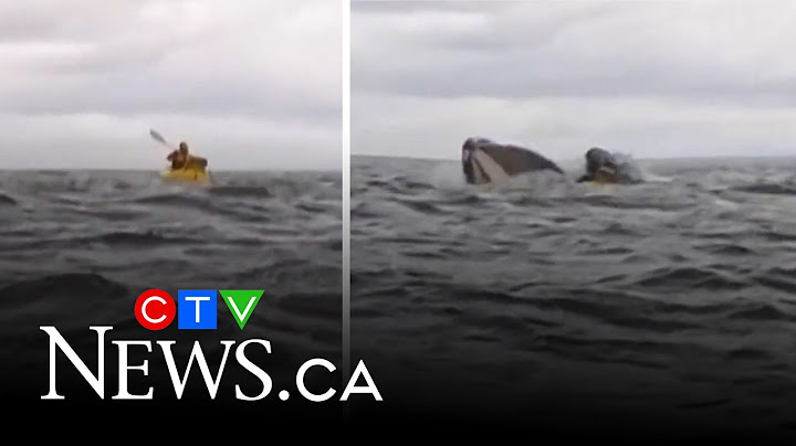 Humpback whale swallows kayaker off Chile before releasing him