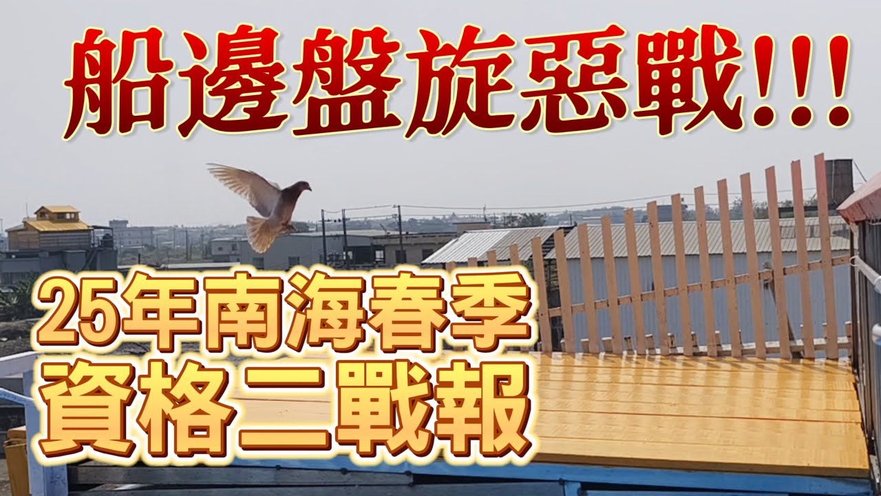 船邊盤旋惡戰！？2025春南海賽鴿資格二戰報與精采時刻重溫～琟承鴿舍的林園&1188南海春之戰 #琟承鴿舍 #星塵鴿舍 #賽鴿 #強豪 #鴿子 #Pigeon #養鴿
