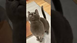 Young Russian Blue Cat goes mad to get her head scratched
