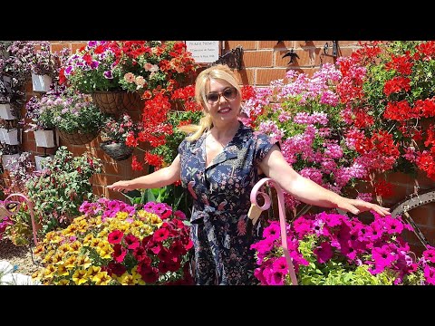 Video: Debería dejar muerta una Lantana - Cuándo y cómo quitar las flores de Lantana