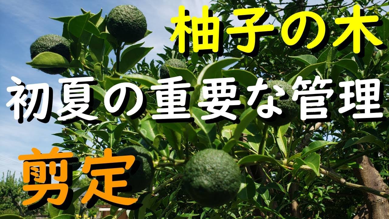 【柚子の木 初夏の剪定】果樹全般に適用できる重要な管理ポイント - YouTube