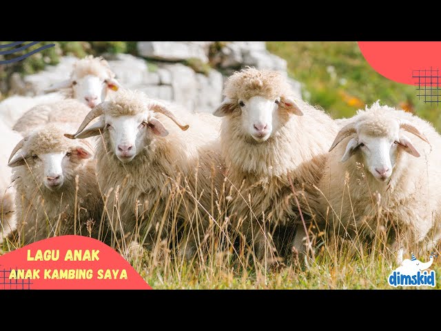 Lagu Anak Kambing Saya | Lagu Anak Indonesia Balita Terbaru class=