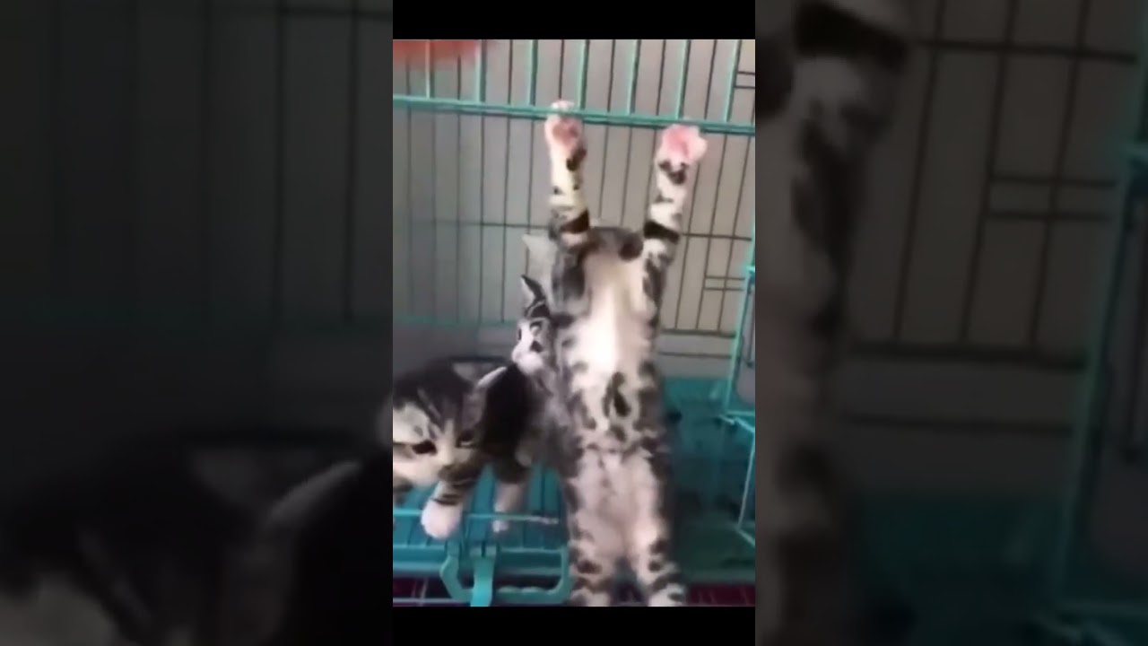 cute baby cat  hanging on cage|süße babykatze, die am käfig hängt 