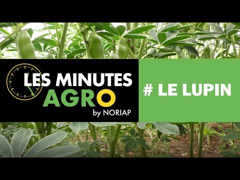 Vidéo: Lupin Blanc