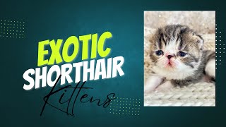 Exclusive Look: 17DayOld Exotic Shorthair Kitten  Brown Tabby & White