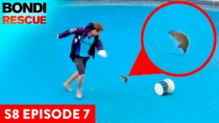 Huge Rat Attacks Bondi Lifeguard | Bondi Rescue Season 8 Episode 7 (OFFICIAL UPLOAD)
