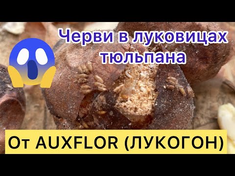 Видео: Что за помешательство на луковицах тюльпанов?