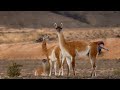 How Guanaco Giving Birth In The Wild