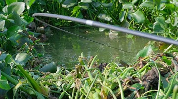 Câu Cá Trắm Đen Khủng Sông Tự Nhiên - Màn Bo Cá Quá Phê