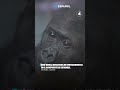 El mundo sin palabras: noticias del mundo