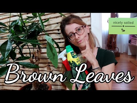 HOW TO FIX PACHIRA ACQUATICA - LEAVES TURNING BROWN / YELLOW - CAUSES, SOLUTIONS AND HOW TO REHAB IT