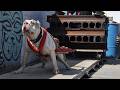 Pitbull Weight Pulling Secrets Revealed Pitbull Weight Pulling Secrets Revealed