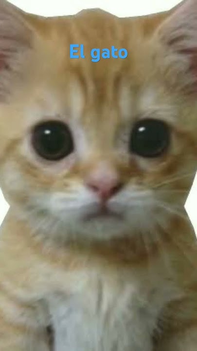 #могила #эльгато #рекомандации #легенда #котик rest in peace El gato ...