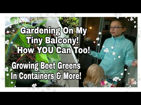 🌶🍓grow-keto-veggies-on-a-tiny-balcony!---my-small-balcony-garden-in-germany---chatty-vlog🙄🌿🍆