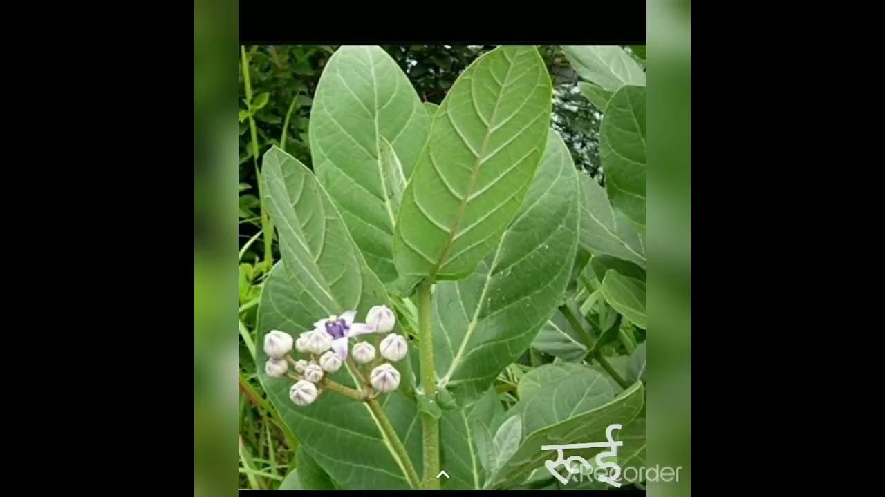 preparation-of-dashparni-ark-youtube