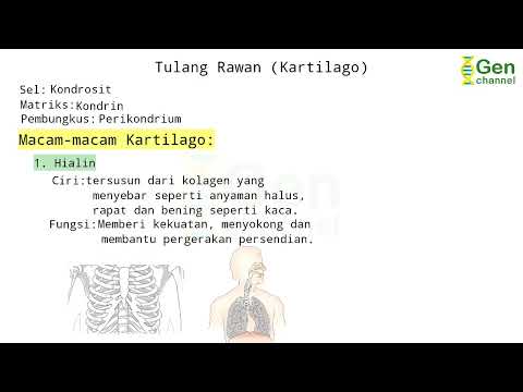 Video: Tulang rawan laring terdiri dari tulang rawan elastis?