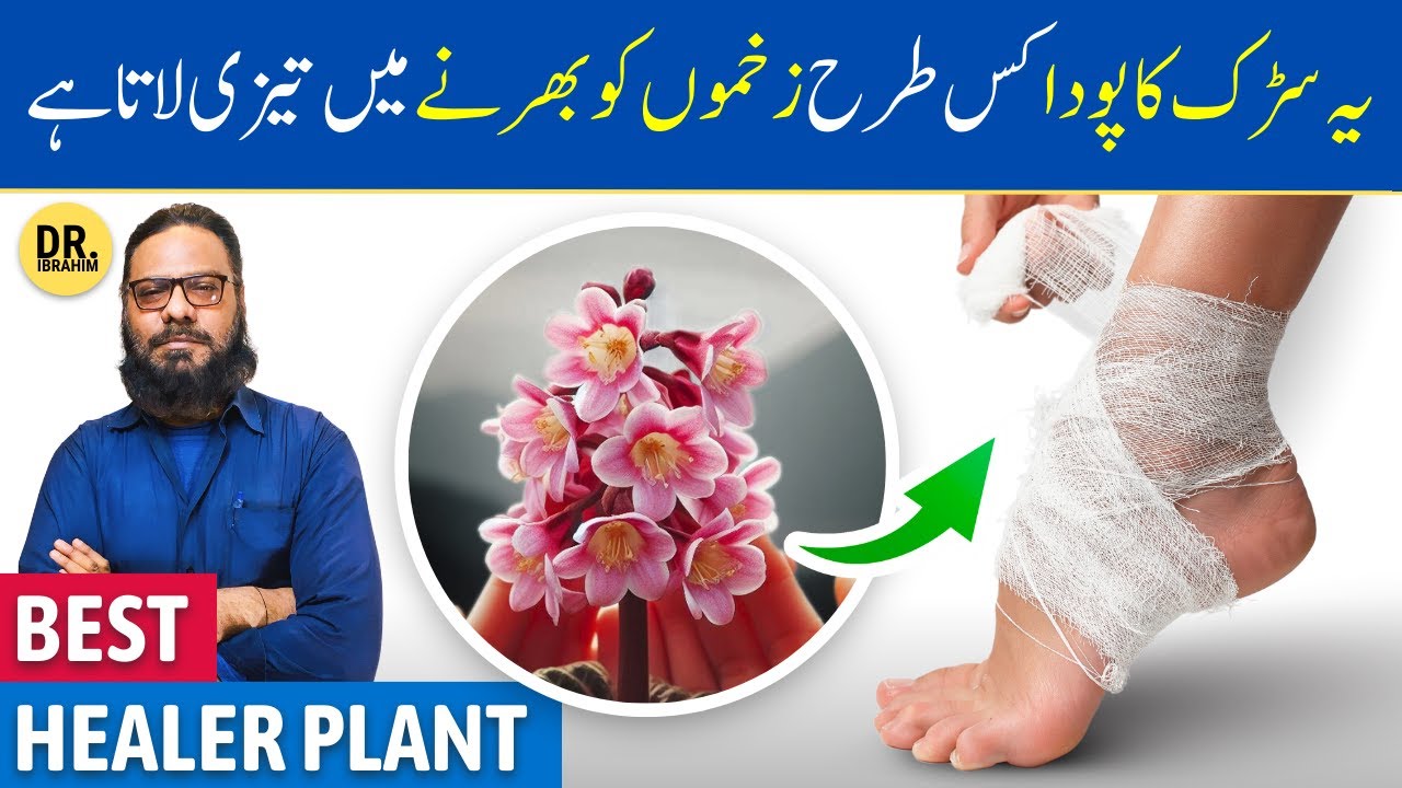Zakhm E Hayat Ke Fayde/Istemal | Bergenia ciliata: Best Wound Healer? | Dr. Ibrahim