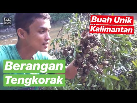 Video: Apakah yang dilambangkan oleh pokok berangan pada tahun 1984?