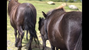 Welcome to the Dartmoor experience