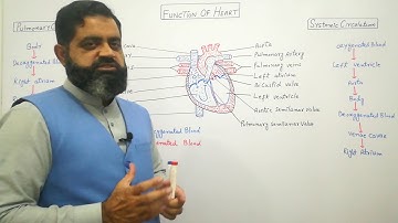 Function of Heart Urdu /Hindi medium @prof.masoodfuzail#physiologyofheart #heart#human humanheart